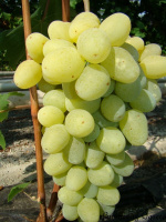 Саженцы винограда Подарок селекционеру , Институт Таирово