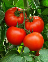 Томат Алексия F1 500 семян биф высокорослый ультраранний, Seminis