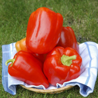 Перець Сільвер Бел F1 1000 насіння середньостиглий, Nong Woo Bio