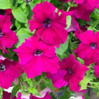 Петуния каскадная Самба F1 100 дражированных семян бургунди, Hem Genetics