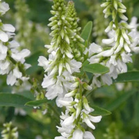 Донник белый 0,5 кг зеленое удобрение, Витас