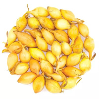 Лук севок арбажейка Кубидо F1 500 г, TOP