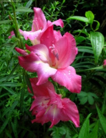 Гладиолус Rose Charm низкорослый Colvillii (10125), De Ree