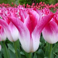 Тюльпан лилиевидный Whispering Dream (10432)