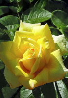 Троянда Ландора чайно-гібридна