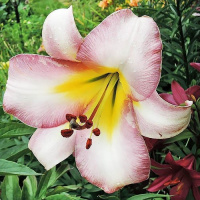 Лилия Beijing moon высокорослая, De Ree