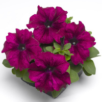 Петуния Танго F1 бургунди 20 шт, Hem Genetics