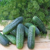 Огурец Альянс F1 10 г, Bejo Zaden