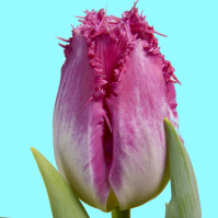 Тюльпан Izumi 3 шт бахромчатый, Dee Ree