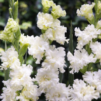 Гладиолус Octopus 3 шт гофрированный, De Ree