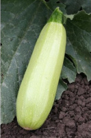 Кабачок Медуза F1 500 семян цуккини ранний, May Seed