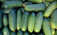 Огурец Аваланж F1 1000 семян партенокарпический ранний, Nong Woo Bio