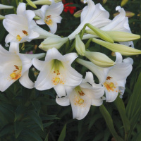 Лилия LO гибрид трубчатая White Heaven, De Ree