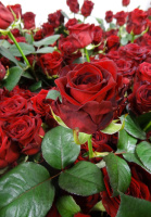 Роза Ред Наомі чайно-гібридна