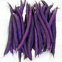 Фасоль Пурпурная королева спаржевая 500 г, Satimex