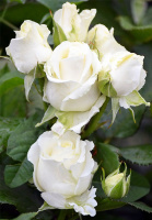 Троянда Атена чайно-гібридна