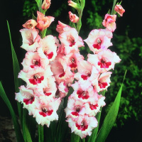 Гладиолус Wine and Roses 3 шт крупноцветковый, De Ree