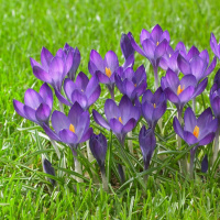 Крокус Ruby Giant 5 шт ботанический De Ree (10507)