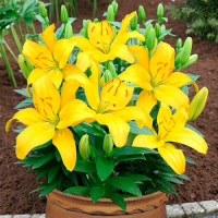 Лилия Rio de Janeiro горшечная низкорослая, De Ree