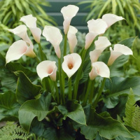 Калла Crystal Clear великоквіткова, De Ree