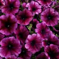 Петуния Селебрети F1 500 семян сливовый снег, Benary flowers