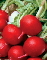 Редис Рова весовой ранний