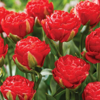 Тюльпан  Pamplona 3 шт махровый, De Ree 