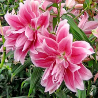 Лилия Owen махровая ориентальная, De Ree