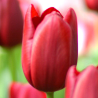 Тюльпан National Velvet 3 шт триумф, De Ree 