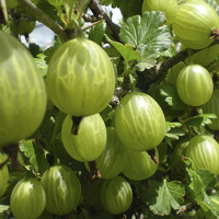 Аґрус зелений Малахіт середньостиглий