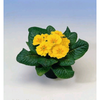 Примула крупноцветковая Пионер F1 100 семян лимонная, Hem Genetics