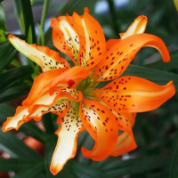 Лилия Must See азиатская махровая, De Ree