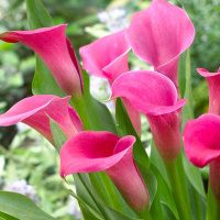 Калла Zazu великоквіткова (11211), De Ree