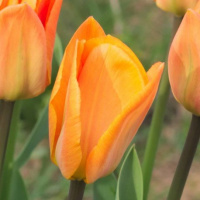 Тюльпан Orange Breeze 3 шт гибрид Фостера,De Ree (10616)