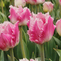 Тюльпан бахромчатый Dallas (10389)