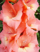 Гладиолус Peter Pears 3 шт крупноцветковый, De Ree