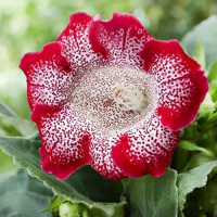 Глоксиния Tigre Red, De Ree