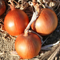 Цибуля Брилон F1 500 г ріпчаста середньостигла, de Saat