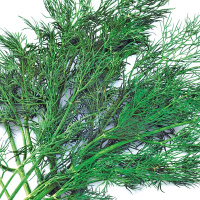 Кріп Лісногородський на вагу, Агролінія