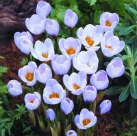 Крокус  Blue Pearl 5 шт ботанический De Ree (10503)