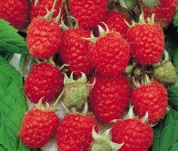 Малина ремонтантна Херітрейдж