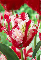 Тюльпан попугаевидный Estella Rijnveld (10260)