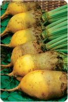 Свекла Эккендрофская весовая кормовая цилиндрическая среднепоздняя