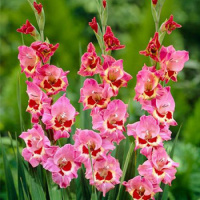 Гладиолус Cindy 3 шт нанус, De Ree