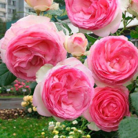 Роза Едем англійська плетиста