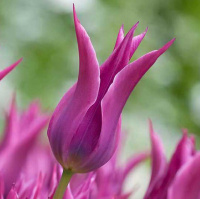 Тюльпан Maytime 3 шт лилиевидный , De Ree (10431)