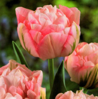 Тюльпан Toronto Double 3 шт махровые многоцветковые, De Ree (10372)