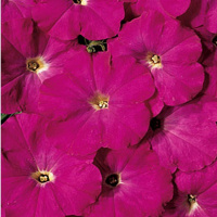 Примула крупноцветковая Пионер F1 100 семян лилово-малиновая, Hem Genetics