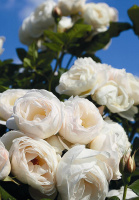 Роза Мон блан плетиста