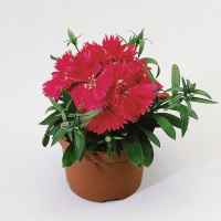 Гвоздика китайская Диана F1 100 семян розовая с прожилками, Hem Genetics